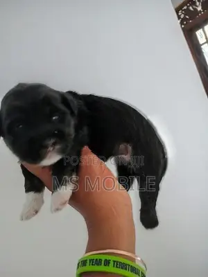 Shih Tzu Puppy