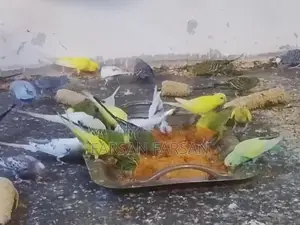 Love Birds