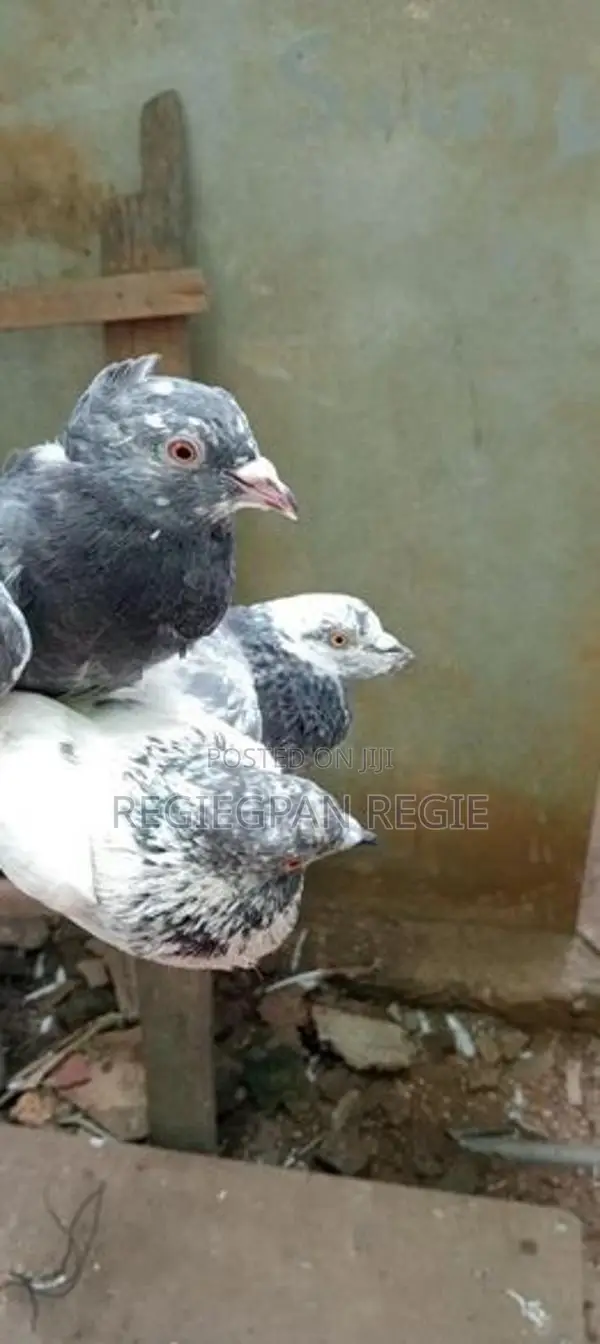 Pigeons