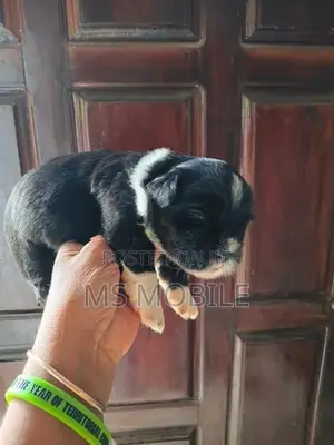 Shih Tzu Puppy