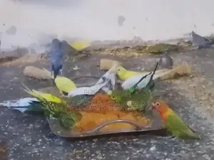 Love Birds