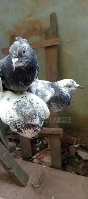 Pigeons
