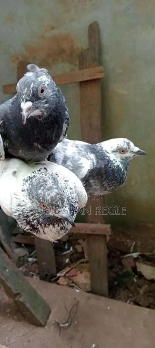Pigeons