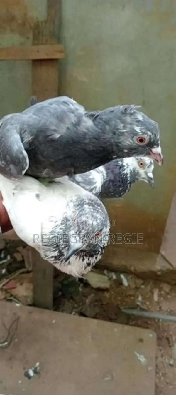 Pigeons