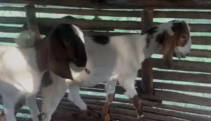 Goats