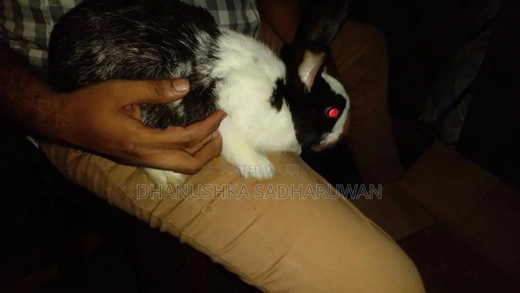 Dutch වර්ගයේ හාවෙක්