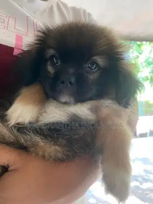 Shit Zu Puppy
