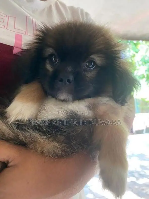 Shit Zu Puppy