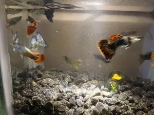 Guppies