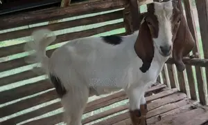 Goats