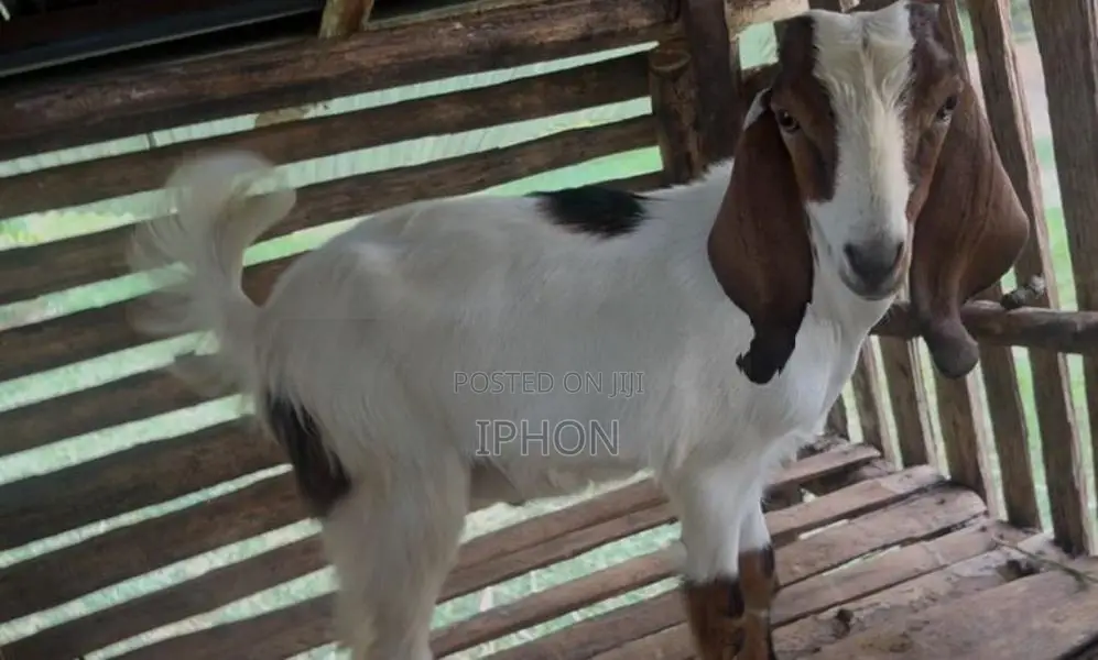 Goats