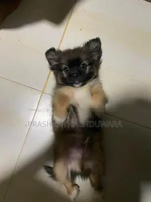Shit Zu Puppy