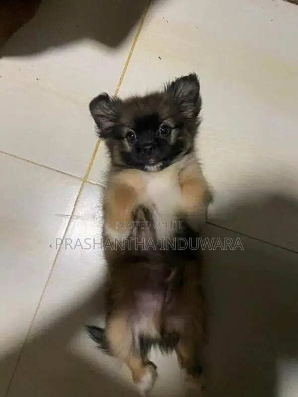 Shit Zu Puppy