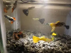 Guppies