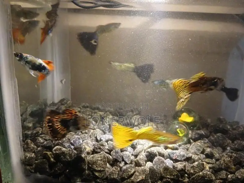 Guppies