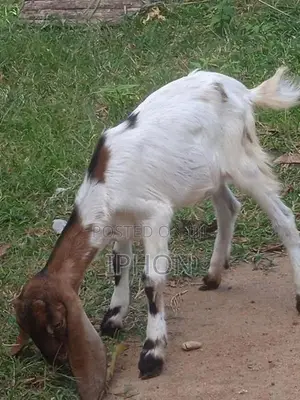 Goats
