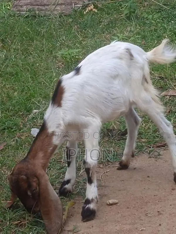 Goats