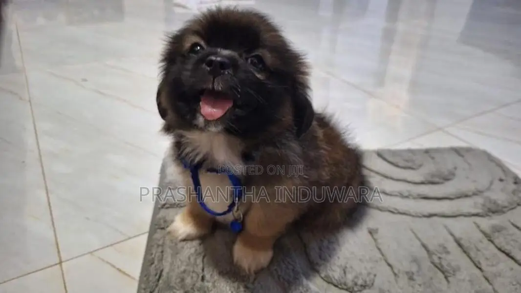 Shit Zu Puppy