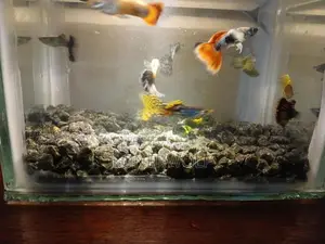 Guppies