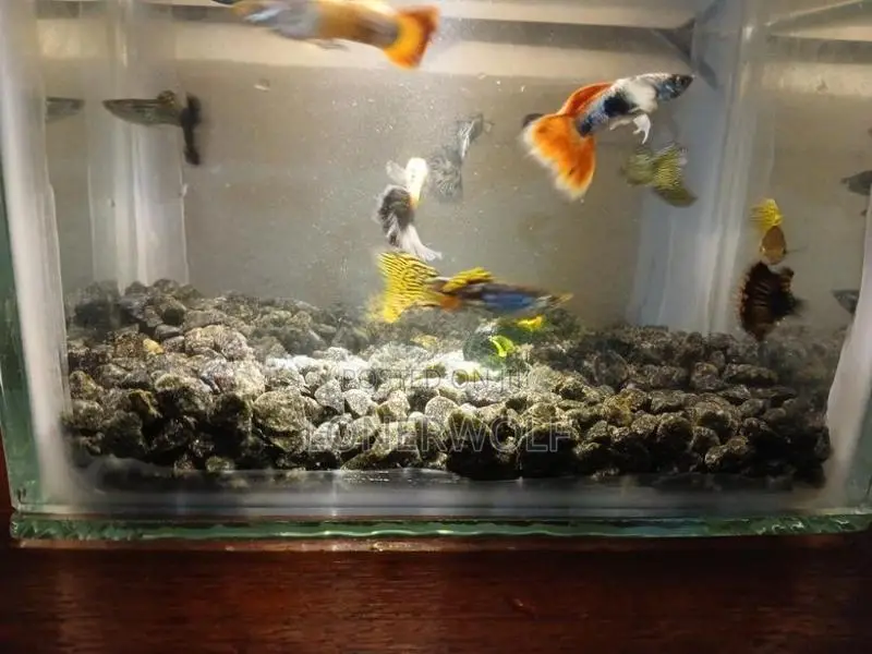 Guppies