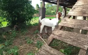 Goats
