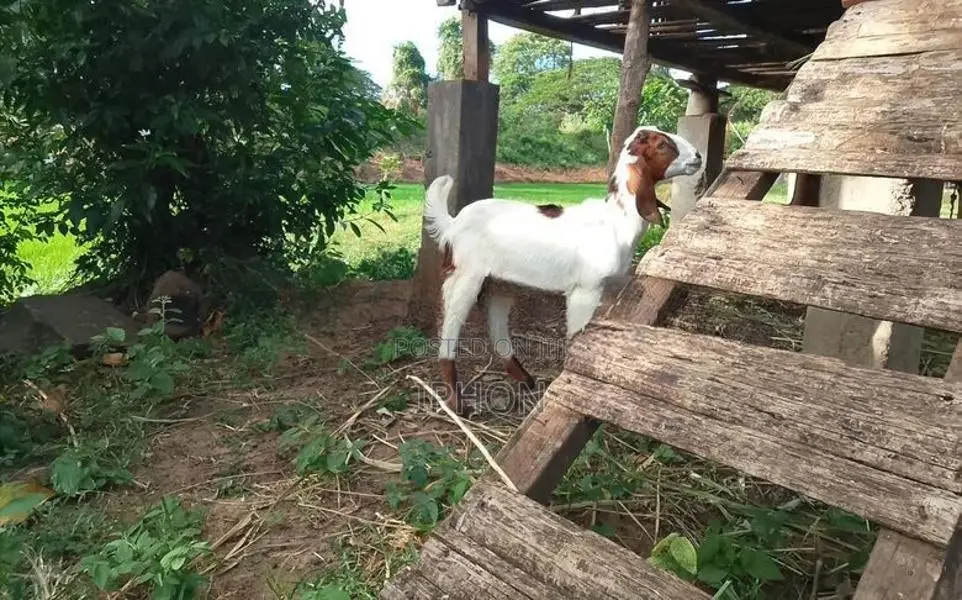 Goats