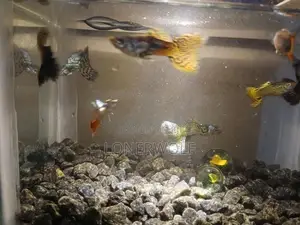 Guppies