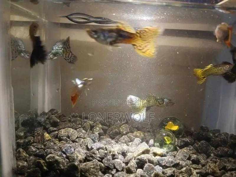 Guppies