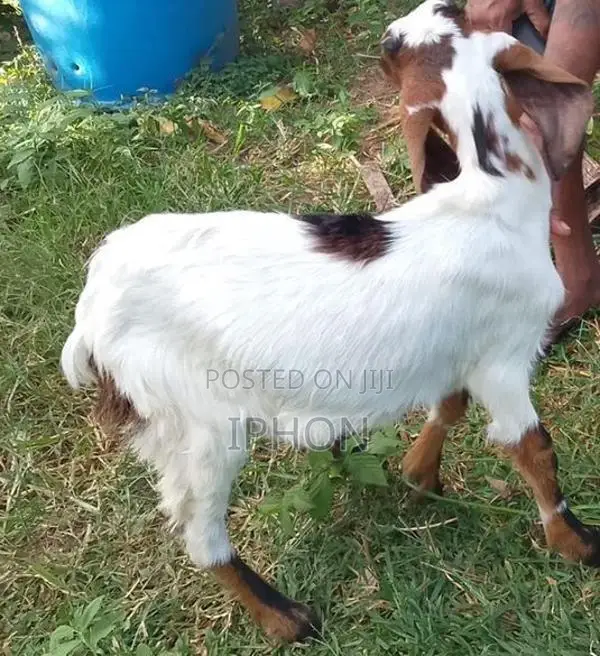 Goats