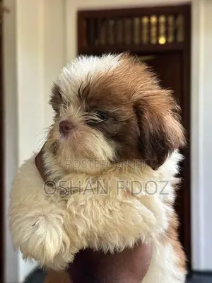 Shih Tzu Puppy