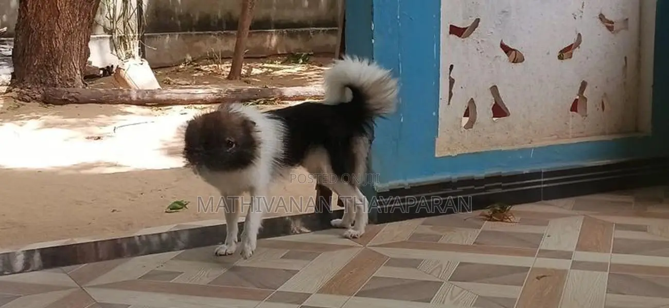 Pomerian Puppies