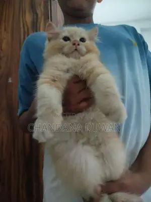 Persian Kitten
