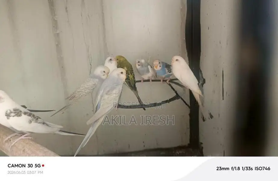 Rainbow Love Birds
