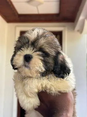 Shih Tzu Puppy
