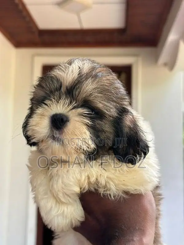 Shih Tzu Puppy