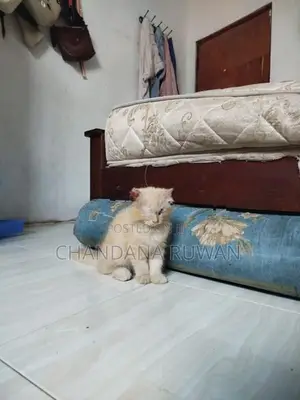 Persian Kitten