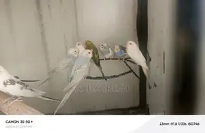 Rainbow Love Birds