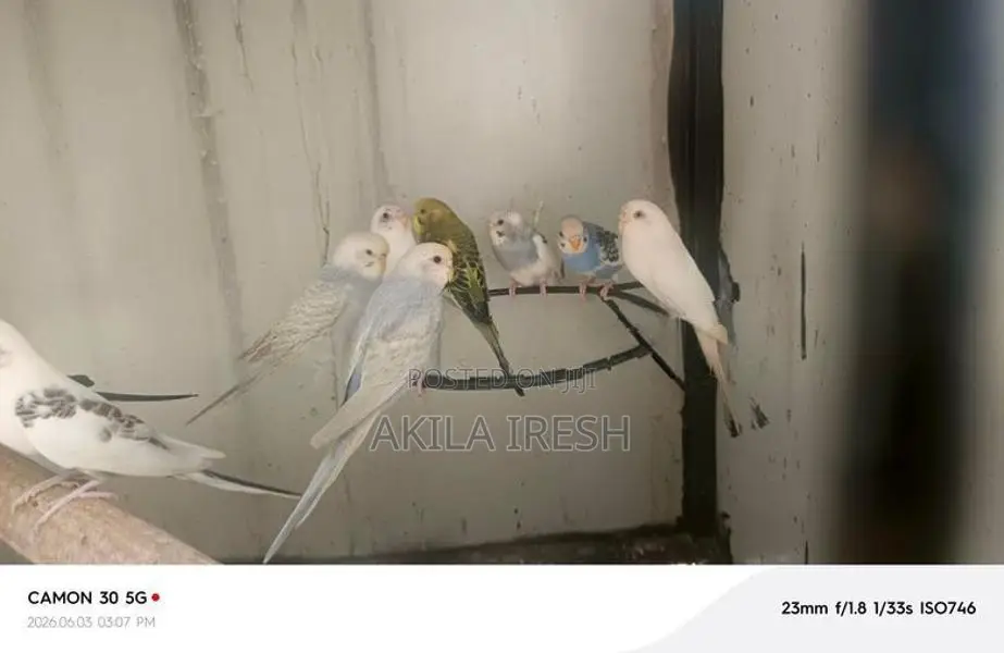 Rainbow Love Birds