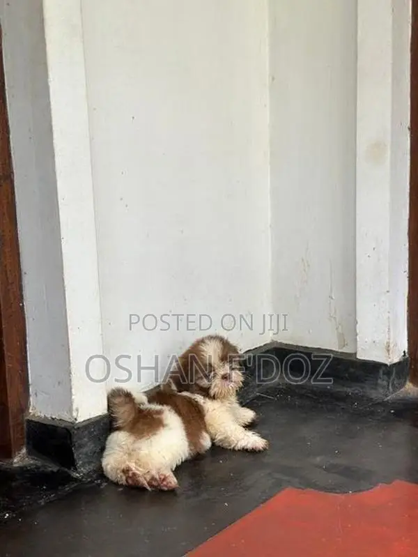 Shih Tzu Puppy