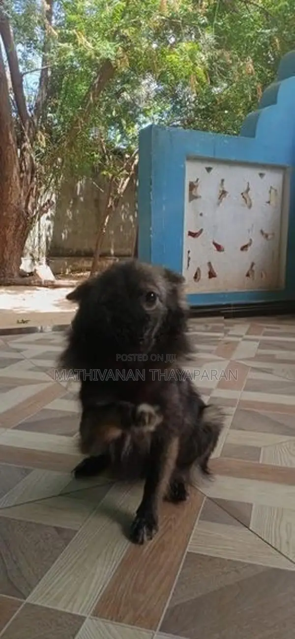 Pomerian Puppies