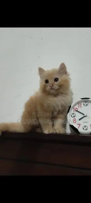 Persian Kitten