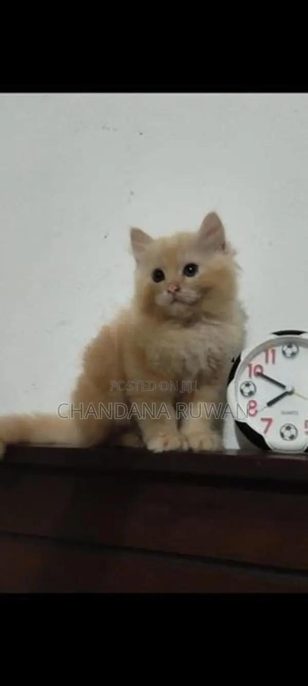 Persian Kitten