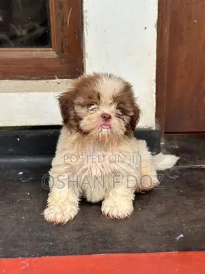 Shih Tzu Puppy