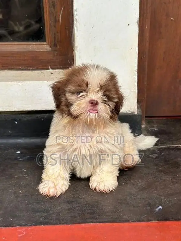 Shih Tzu Puppy