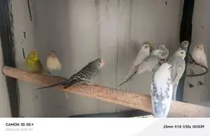 Rainbow Love Birds