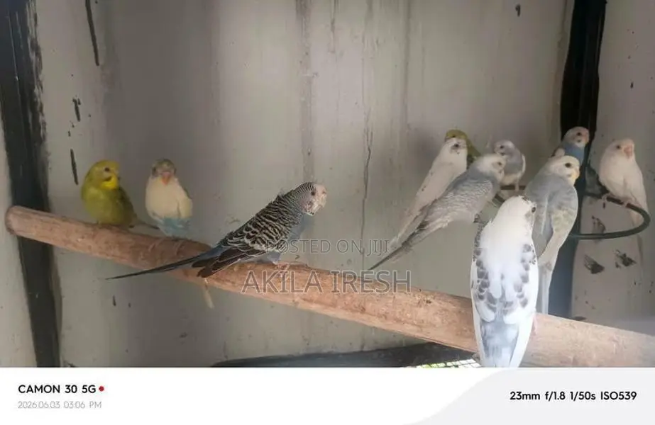 Rainbow Love Birds