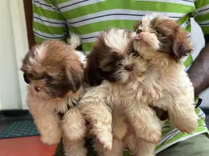 Shih Tzu Puppy