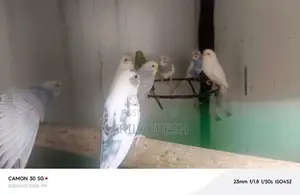 Rainbow Love Birds