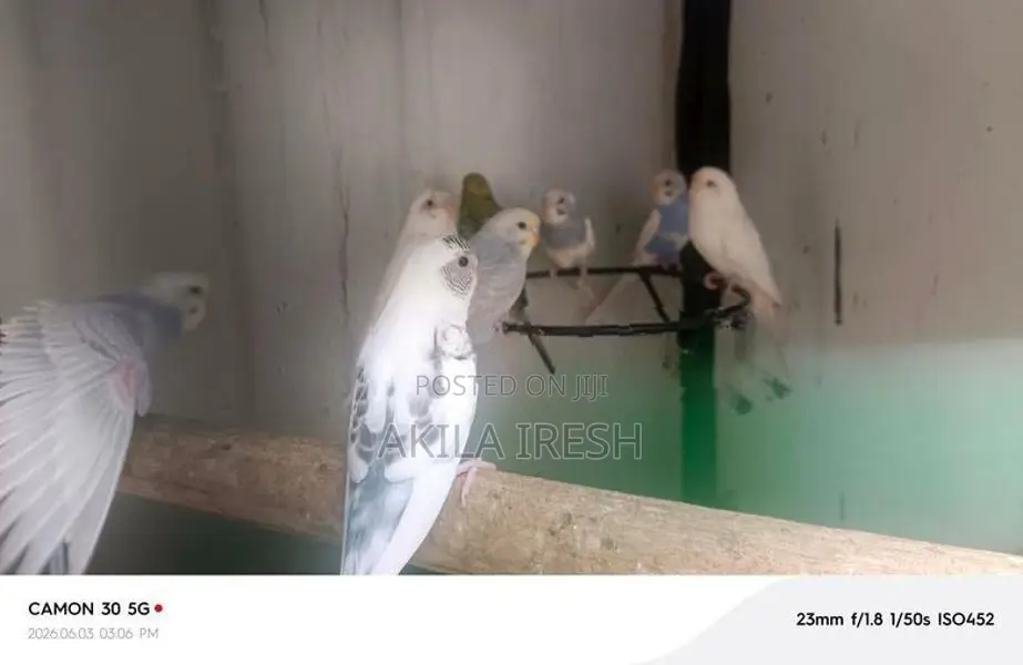 Rainbow Love Birds