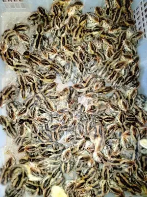 Quails